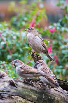 House sparrow perched on a tree trunck