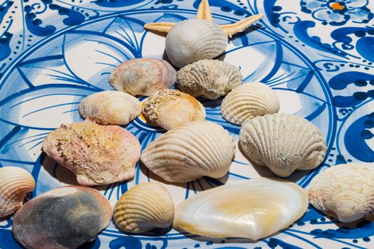 shells of different sizes on the ceramic plate