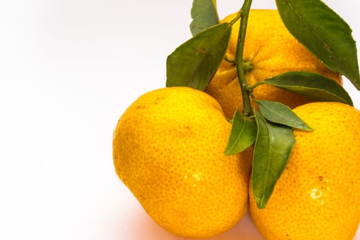 three mandarins on white background