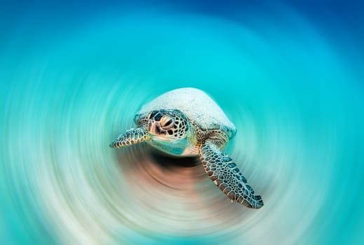 Picture shows a sea turtle during a scuba dive in Turkey