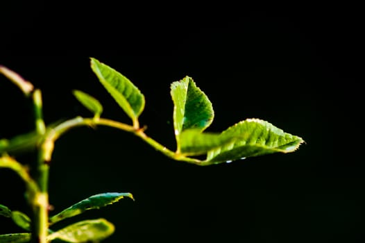 green sprout on a black background closeup