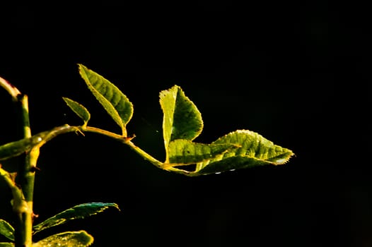 green sprout on a black background closeup