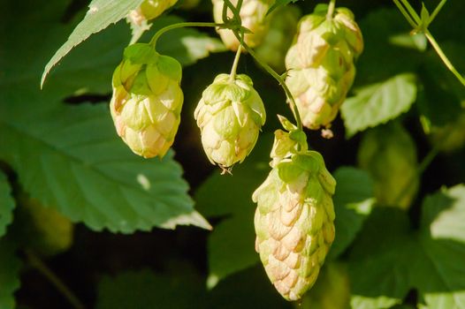 wild, growing hops summer day in the sun