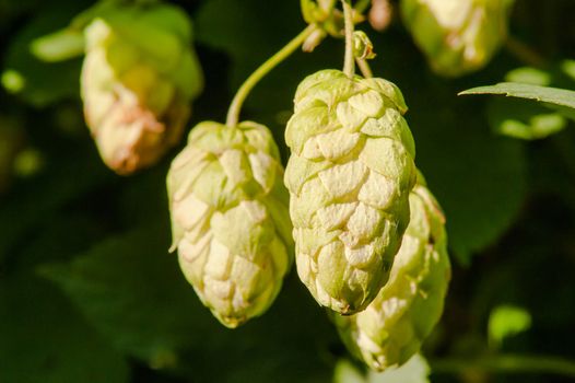 wild, growing hops summer day in the sun