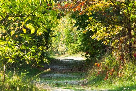 road through the trees in summer forest