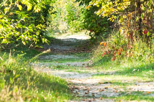 road through the trees in summer forest