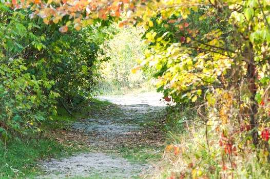 road through the trees in summer forest