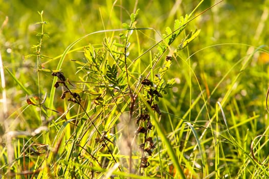 the sun on the grass with sun ray