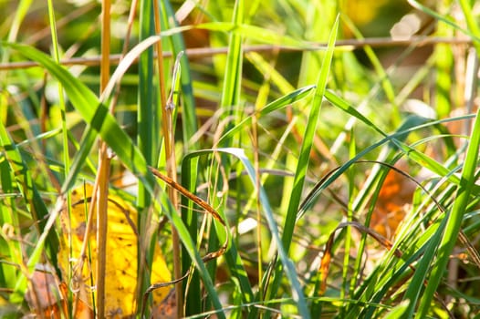 the sun on the grass with sun ray