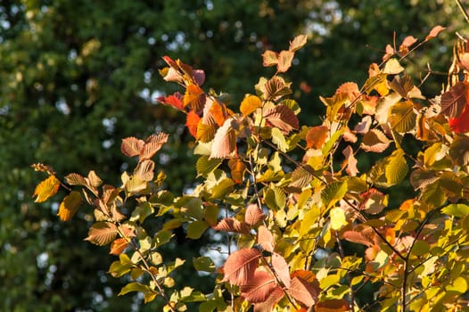 Yellow red leaves on a tree a sunny autumn day