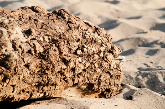 large log lying on the sand on a sunny day