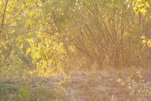 beautiful magical forest at sunset with sunlight