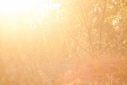 beautiful magical forest at sunset with sunlight