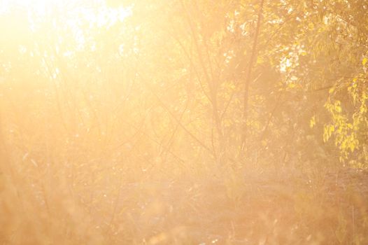 beautiful magical forest at sunset with sunlight