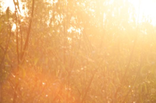 beautiful magical forest at sunset with sunlight