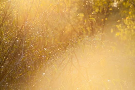 beautiful magical forest at sunset with sunlight