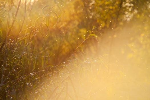 beautiful magical forest at sunset with sunlight