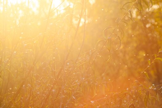 beautiful magical forest at sunset with sunlight