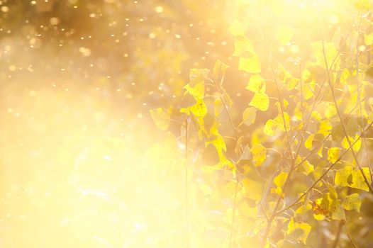 beautiful magical forest at sunset with sunlight