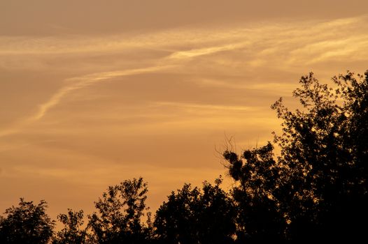 Black forest at a red beautiful sunset with clouds