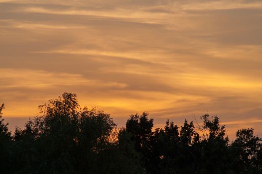 Black forest at a red beautiful sunset with clouds