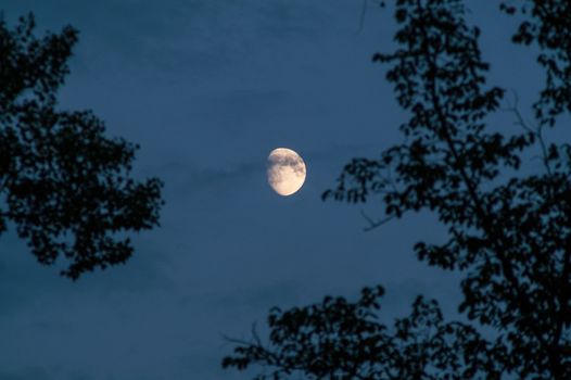 the moon in the sky among the trees