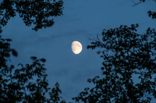 the moon in the sky among the trees