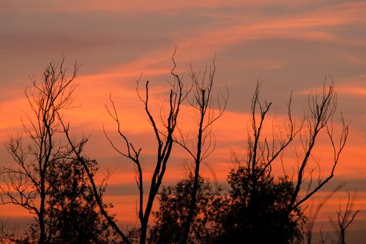 Black forest at a red beautiful sunset with clouds