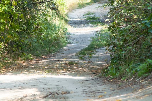 road through the trees in summer forest