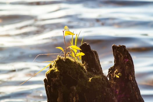 sprout from the stump in the water