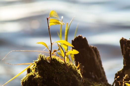 sprout from the stump in the water