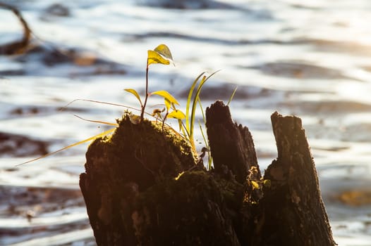 sprout from the stump in the water