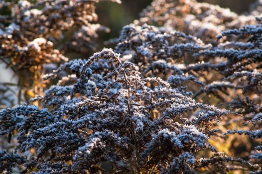 frost dry grass in the sun autumn day