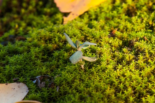 Yellow leaves on the ground and moss in autumn