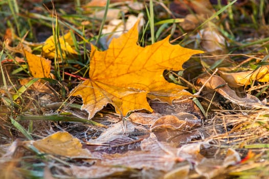 frost leaves the ground аutumn sunset and sunrise