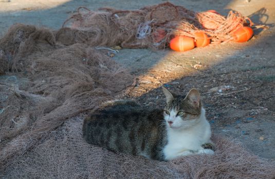 Empty fishing net getting dry on the sunshine. Cat lying on it.
