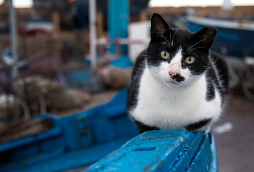 Cat colored black and white, sitting on the edge of a blue boat in a port.