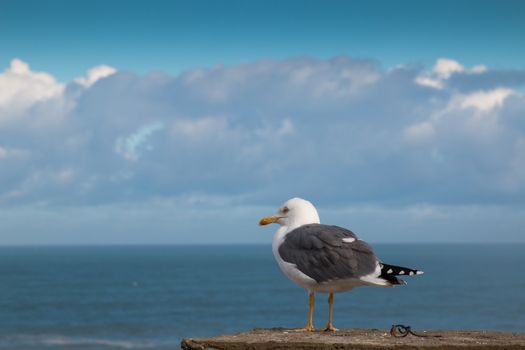 Seagull with Atlantic ocean in the background. Cloudy sky.
