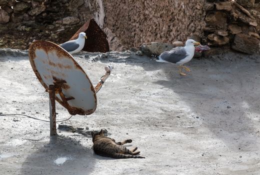 Two seagulls were fighting for a piece of fish on the roof of a house with a satellite. Cat watching them. The winner is taking the piece.