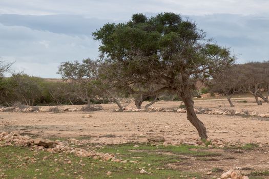 Important part of local agriculture: argan tree. Its leant because of the wind in the country very close to the ocean. Sandy soil with many stones. Cloudy sky.