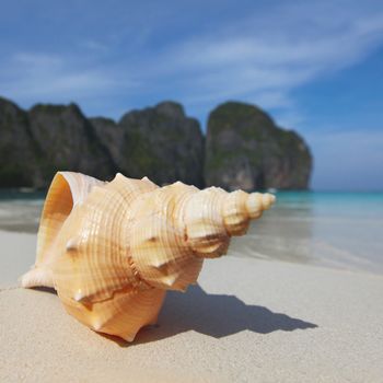 Seashell on the beach of Thailand