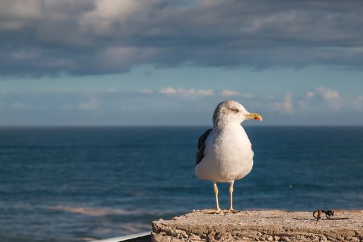 Seagull in the morning sunlight. Atlantic ocean, horizon and cloudy sky in the background.