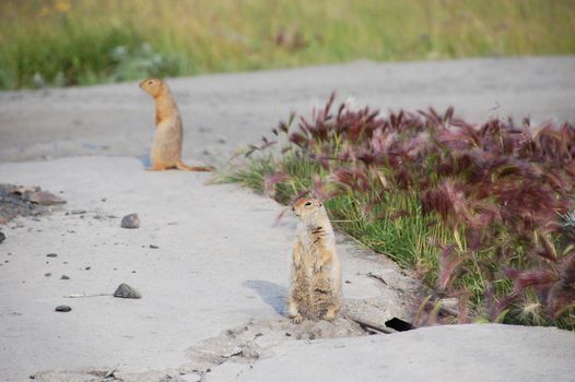 Arctic ground squirrels at roadside, Pevek town, Chukotka, Russia