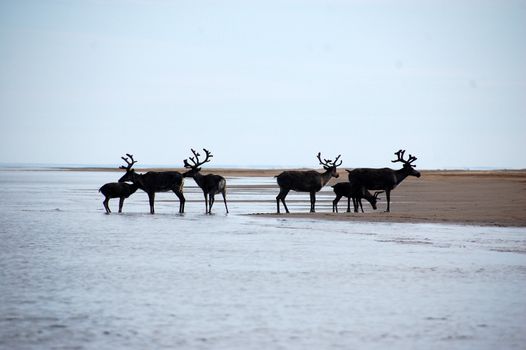Wild dears at Chukotka sea coast, Ayon Island, Russia