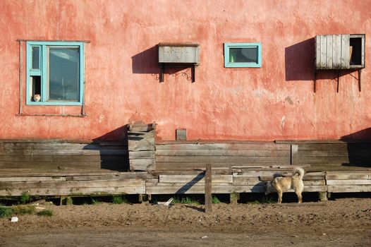 Dog and cat at residential building at Chukotka, Ayon Island, Russia