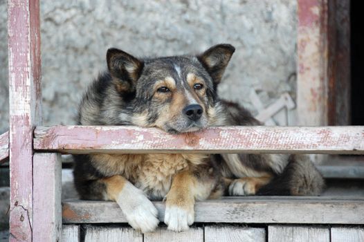 Old dog at staircase, Ayon Island, Chukotka, Russia