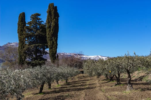 The olive grove in the Tuscany, Italy.