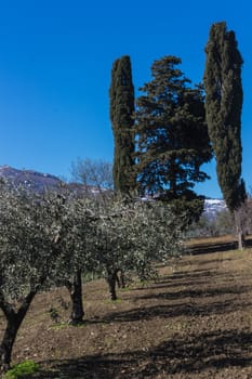 The olive grove in the Tuscany, Italy.