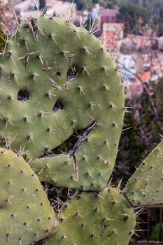 Close-up of a smile prickly pear cactus ( Opuntia ficus-indica ).