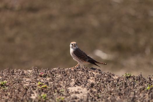 Female American kestrel bird, Falco sparverius, is North America’s smallest falcon. This bird of prey is a red brown color.